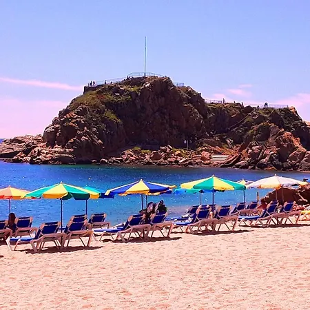 Pins Tordus Blanes